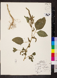 Amaranthus hybridus image