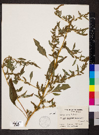 Amaranthus hybridus image