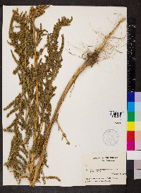 Amaranthus hybridus image