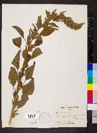 Amaranthus hybridus image