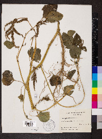 Amaranthus hybridus image