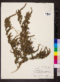 Amaranthus hybridus image