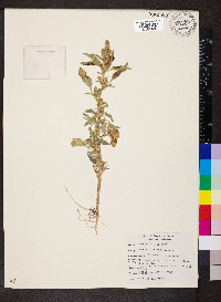 Amaranthus retroflexus image