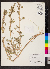 Amaranthus retroflexus image