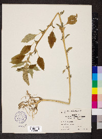 Amaranthus retroflexus image