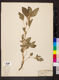 Amaranthus retroflexus image