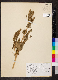 Amaranthus retroflexus image