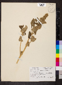 Amaranthus retroflexus image