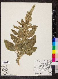 Amaranthus retroflexus image