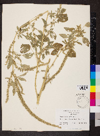 Amaranthus retroflexus image