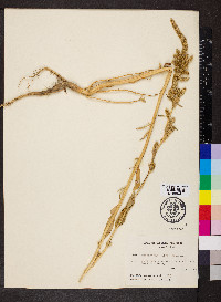 Amaranthus retroflexus image