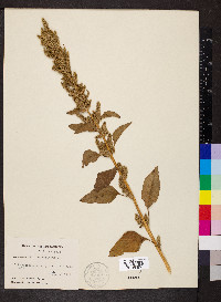 Amaranthus retroflexus image