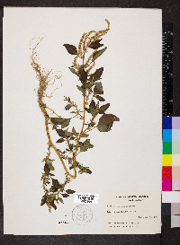 Amaranthus spinosus image