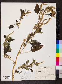 Amaranthus spinosus image