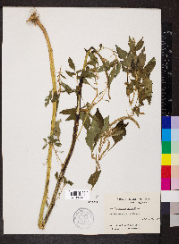 Amaranthus spinosus image
