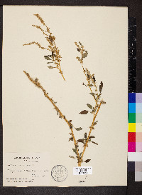 Amaranthus spinosus image