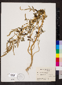 Amaranthus spinosus image