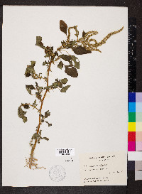 Amaranthus spinosus image