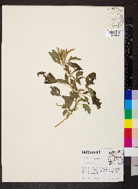 Amaranthus spinosus image