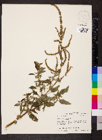 Amaranthus spinosus image