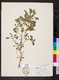 Amaranthus albus image