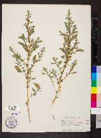 Amaranthus albus image