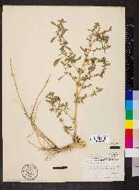 Amaranthus albus image