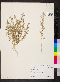 Amaranthus albus image