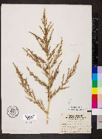 Amaranthus albus image