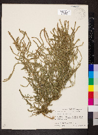 Amaranthus arenicola image