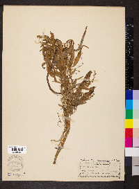 Amaranthus cannabinus image