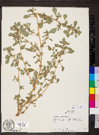 Amaranthus albus image