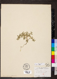 Amaranthus blitoides image