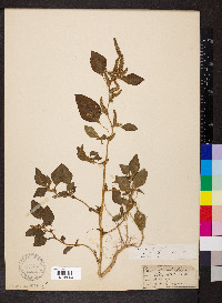 Amaranthus hybridus image