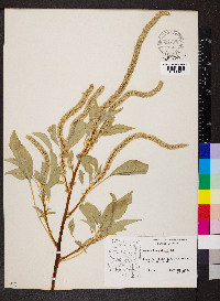 Amaranthus palmeri image