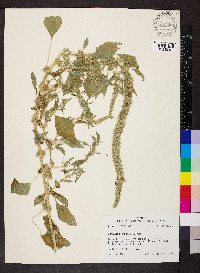 Amaranthus palmeri image