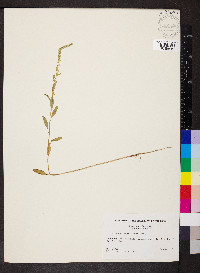 Amaranthus torreyi image