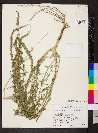 Amaranthus tuberculatus image