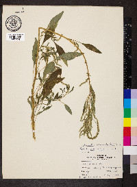 Amaranthus tuberculatus image