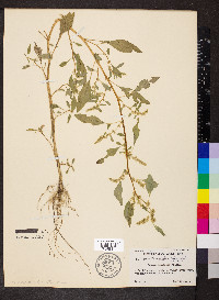 Amaranthus tuberculatus image