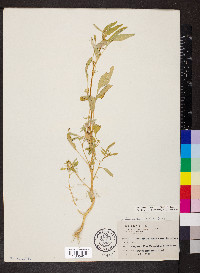 Amaranthus tuberculatus image