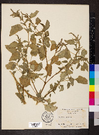 Amaranthus viridis image