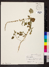 Amaranthus viridis image