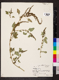 Amaranthus viridis image