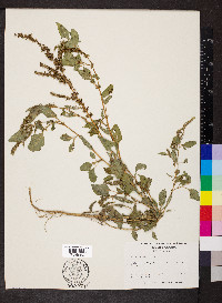 Amaranthus viridis image