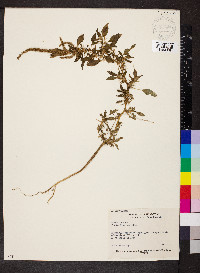 Amaranthus spinosus image