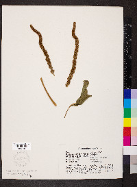 Amaranthus caudatus image