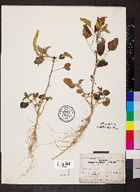 Amaranthus palmeri image