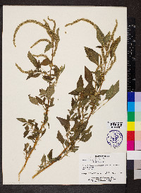 Amaranthus spinosus image