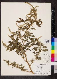 Amaranthus spinosus image